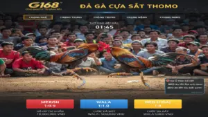 Luật Đá Gà Cựa Sắt Thomo Chi Tiết Và Chuẩn Xác Nhất